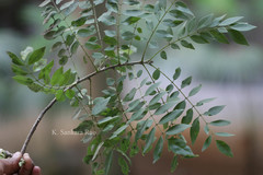 Gliricidia sepium